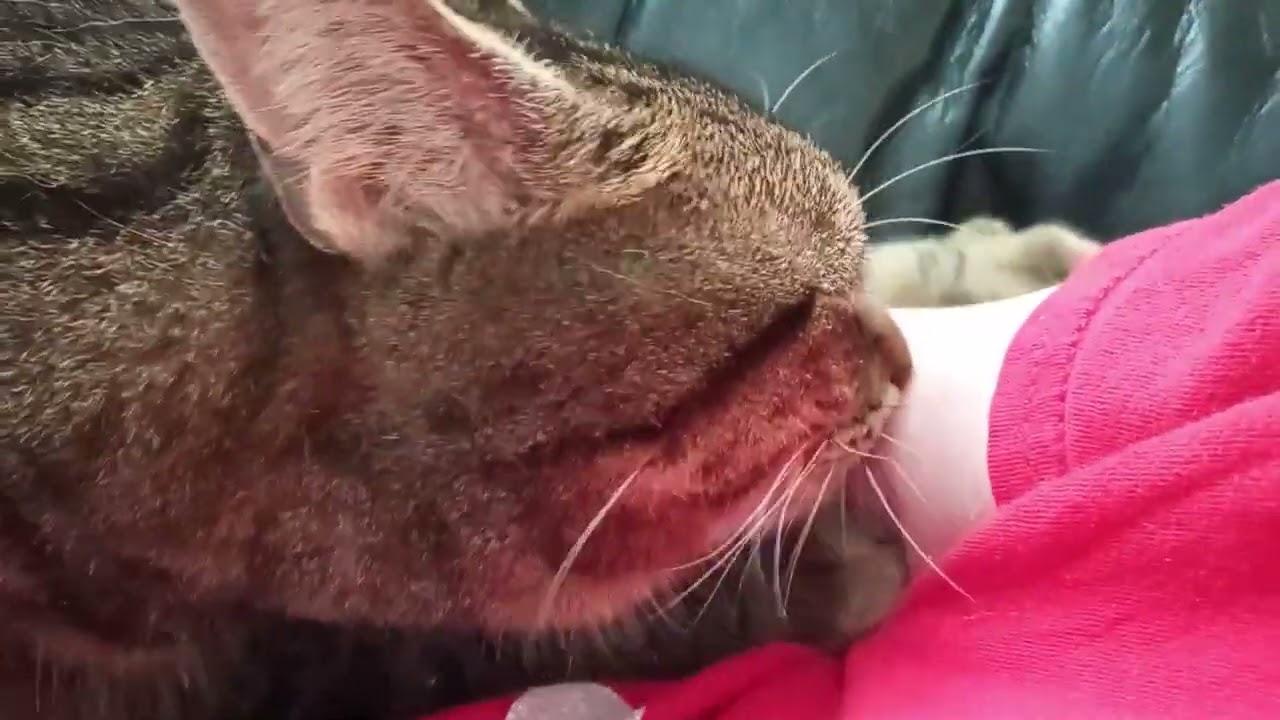 4 Minute Cat Massage And ASMR