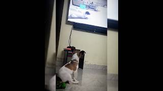 "Jack Russell Terrier's Hilarious Reaction To TV: Cute and Funny Pet Video" #Jack #russell