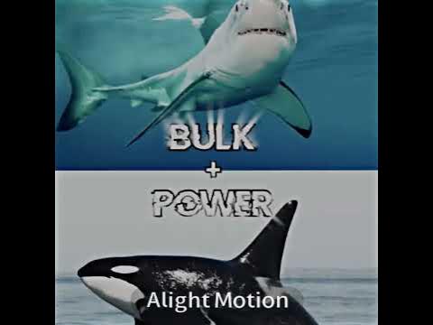 Orca vs great white shark - YouTube