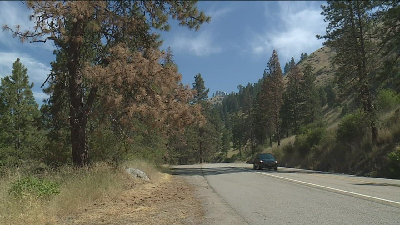 What Is Killing Trees Along Highway 55 YouTube What Is Killing Trees Along Highway 55 YouTube