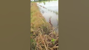 Câu cá lóc ruộng cạn mùa lũ #tamrauvlog #shorts #caucaloc #caulure