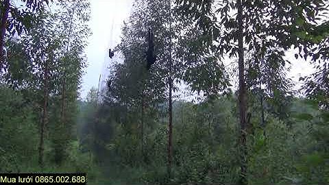 Khởi động vụ chim di cư trên đồi cây?