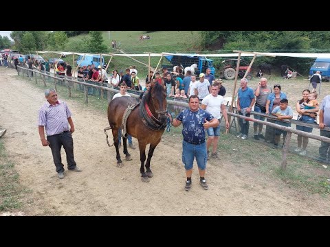 ŠTRAPARIJADA KOD MELIĆA 2025 - SAMCI DO 550KG