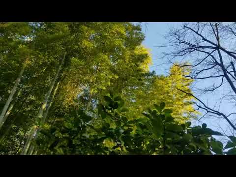 バッハ 無伴奏チェロ組曲 第1番 プレリュード J.S.Bach Cello Suite No.1 Prelude BWV1007 クラシックギター ソロギター
