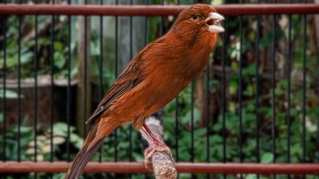 Canção de Canário Belga para Treinar Canários Jovens e Silenciosos a Cantar Diretamente |906