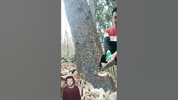 How to cut a tree with a simple axe || Tree Cutting #youtubeshorts #woodworking #shortsfeed #shorts
