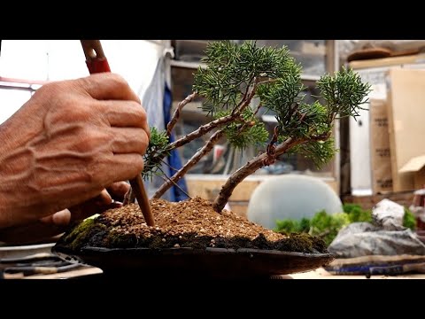 流れる幹の針葉樹盆栽 楽天市場】盆栽 針蔓柾 樹高 上下 約20cm はりつるまさき 高級