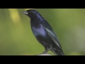 Canto de Fêmea para Esquentar Graúna - Pássaro Preto