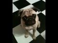 Here's a pug saying "hamburger"