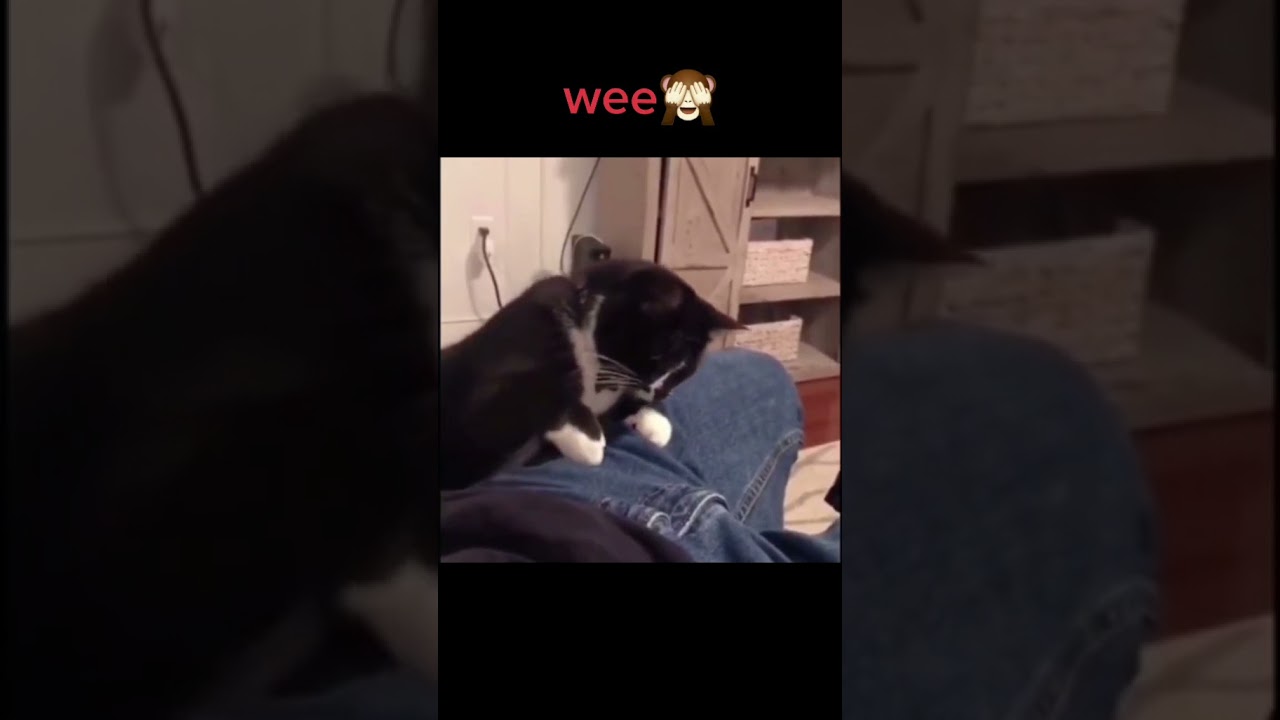 WEEE MEME WITH CATS TIKTOK COMPILATION | Cats Wee Meme TikTok Compilation | WEE meme 