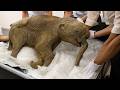 5 Prehistoric Animals Found Frozen in Ice