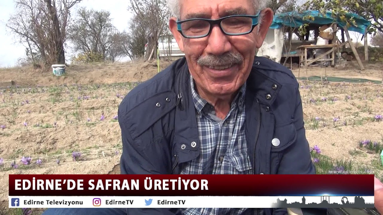 EDİRNE’DE SAFRAN ÜRETİYOR
