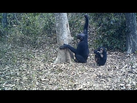 Vídeo: Que tipo de ferramentas os chimpanzés usam?