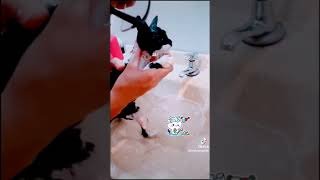 Gatinha Não Tá Gostando Muito De Tomar Banho