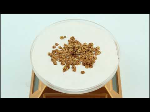 Семена метасеквойи китайской
