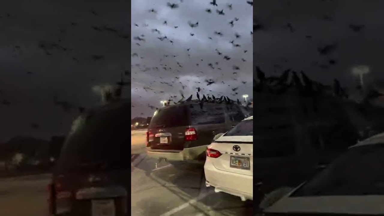When grackles attack!
