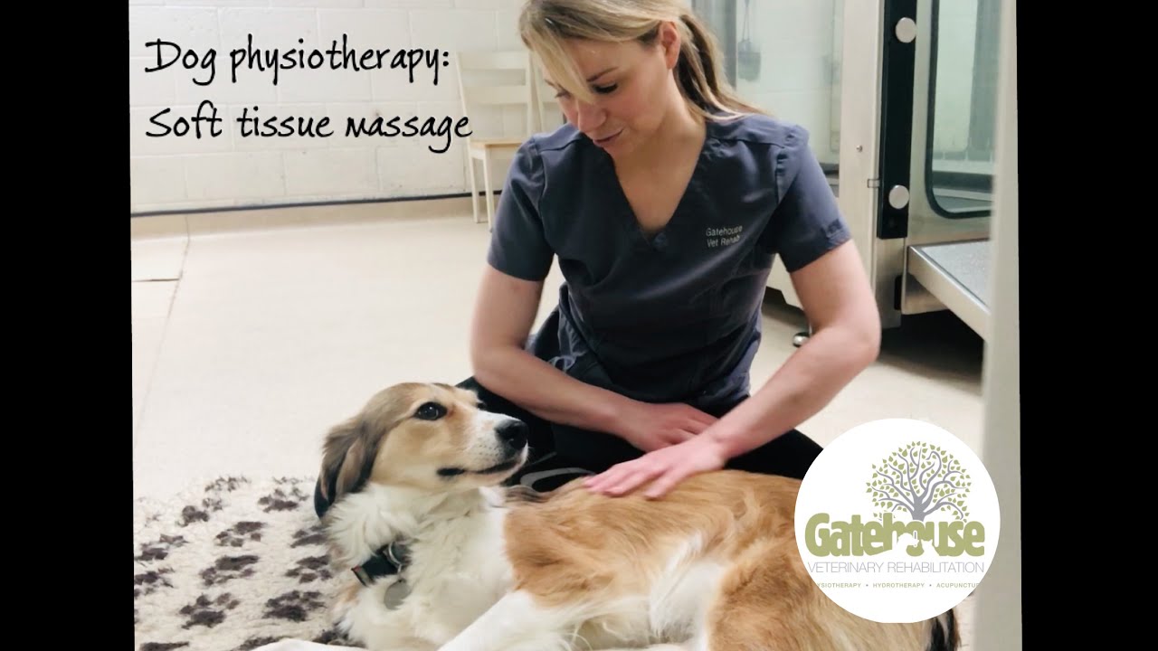 Canine physiotherapy: How to do Soft Tissue Massage for Dogs: the front and  back legs, and the back 
