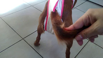 O que fazer para a cadela não engravidar?