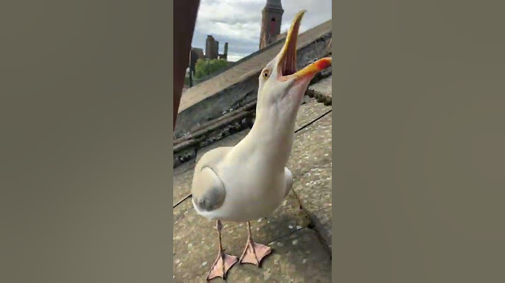 My Pet Seagull Introduces Me to His New Baby!!