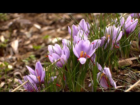 Vidéo: Fleur de safran - décoration ou épice ?