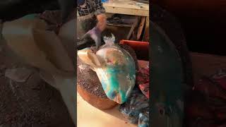 Amazing Women Cutting Fish Live In Fish Market