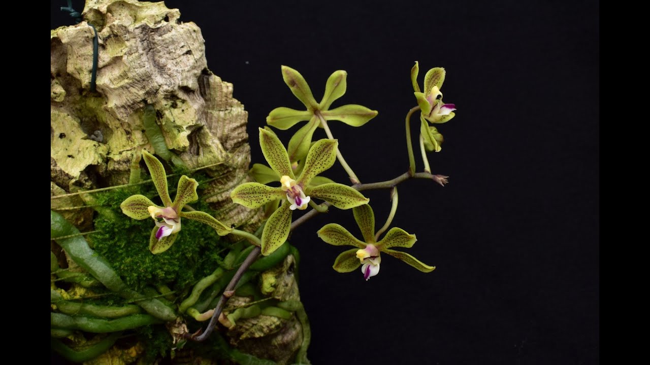Phalaenopsis - Natmataungensis A Rare Orchid species from Myanmar