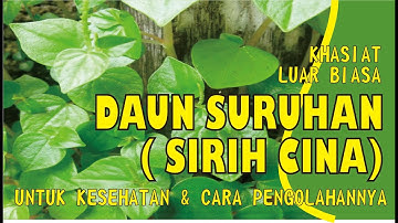 KHASIAT LUAR BIASA DAUN SURUHAN (SIRIH CINA) UNTUK KESEHATAN DAN CARA PENGOLAHAN