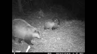 Bouncy badger cubs 7