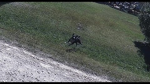 How to Prevent a Pitbull Attack with Amputee Cyclist Aaron Smith using the word "NO"