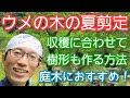 【ウメ(梅)の夏剪定】収穫&サイズ縮小で庭木を美しく楽しむ(2023年6月)」🌳🟡