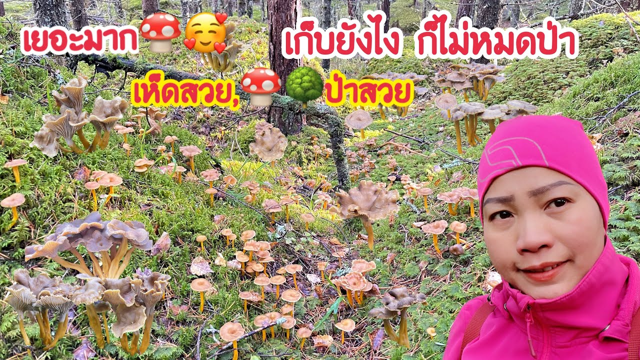 🍄🍄เห็ดดำป่าฟืนแลนด์ ยังคงเยอะเต็มป่า #mushrooms