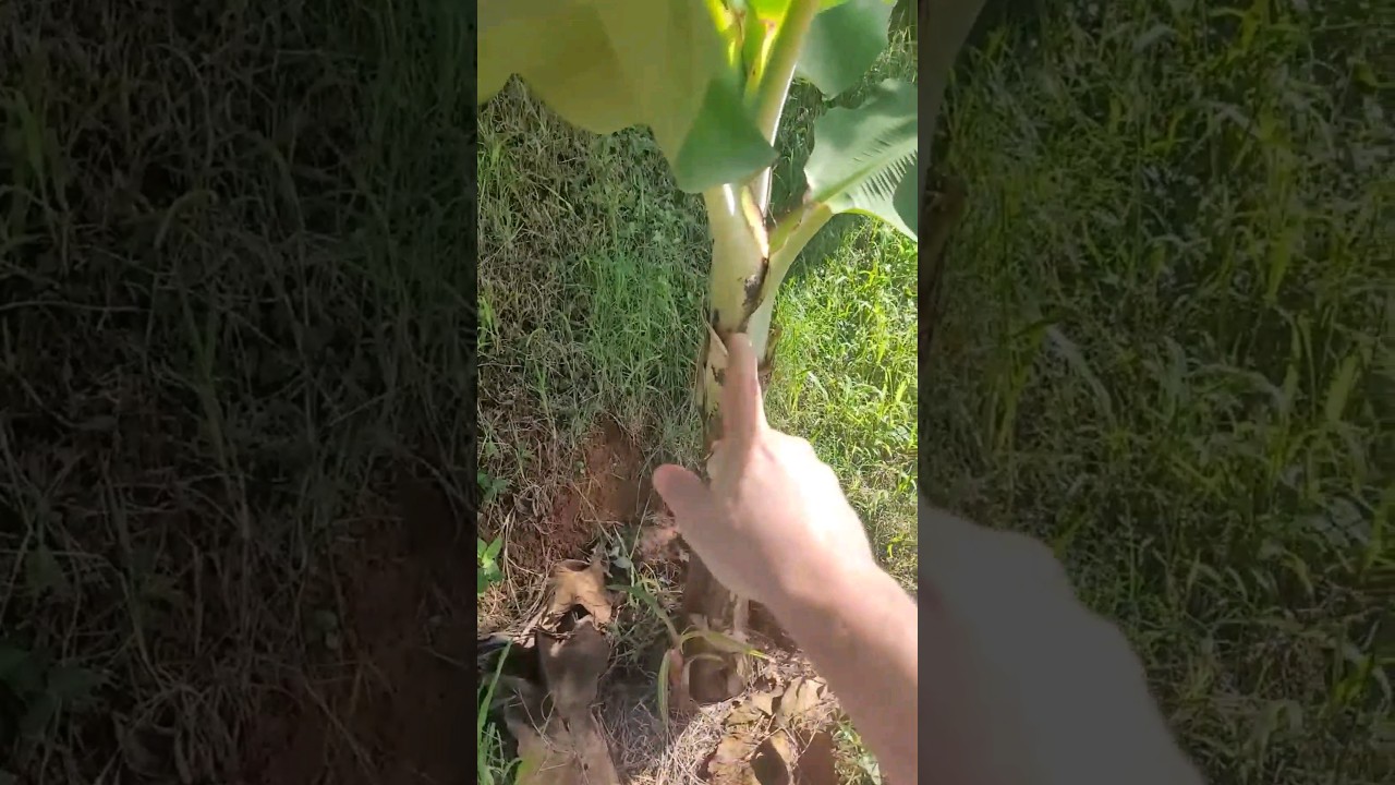 10 dias depois de Podar as Folhas Verdes da Bananeira Da Esse Resultado