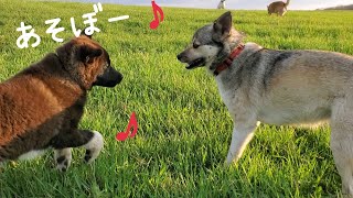 シーバと大雪が来て、うれしい保護子犬・くま太🐶🎵(再編集  5/11撮影)