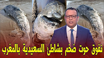 عاجل شوفو شنو لقاو بشاطئ السعيدية بالمغرب - اخبار المغرب اليوم السبت 18 أكتوبر 2025