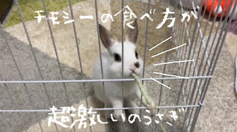 Back Undefined Skip Navigation Search Search Sign In Undefined Home Home Explore Explore Subscriptions Subscriptions Library Library History History Play All うさぎとりっぷ 325 Videos 612 Views Last Updated On Sep 2 21 Show More R ミニ兎
