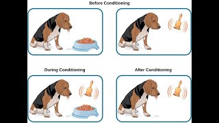 3-3  Classical Conditioning Net Worth