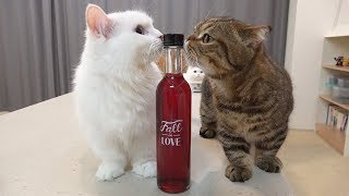 I gave cats a wine that is made of fish, and they just loved it! (ENG SUB)
