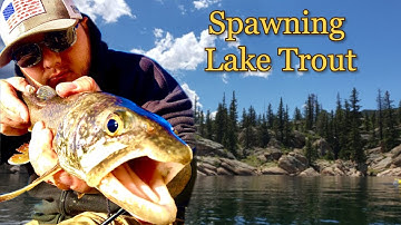 Catching spawning Lake Trout from the bank!!!