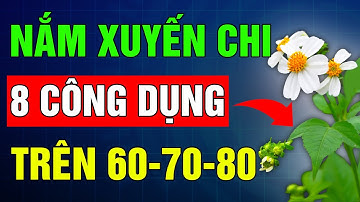 Cách dùng Cây Xuyến Chi cho người cao tuổi và 8 công dụng ít ai biết - Sống thọ tuổi già