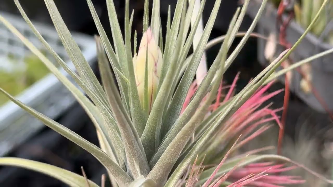 チランジア アエラントス マージナータ(セミアルバ)Tillandsia