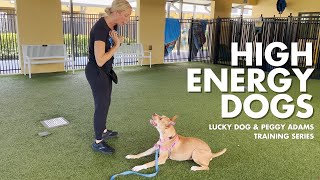 Lucky Dog x Peggy Adams Training Series: High Energy Dogs by Peggy Adams Animal Rescue 220 views 6 months ago 2 minutes, 54 seconds
