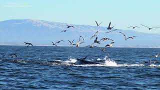 Lunge feeding Humpbacks