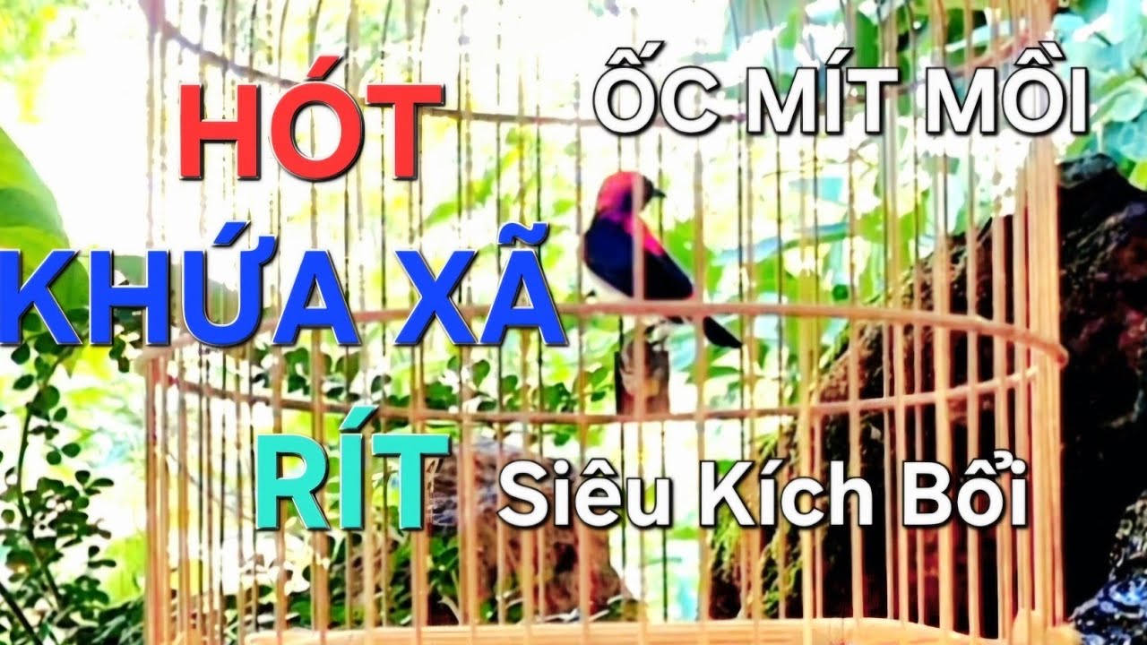 Chim ốc mít rít, khứa xã, hót gọi bổi hay/Thú vui nuôi chim Ốc Mít