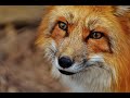 Pet Fox ثعلب أليف طريقة تربية الثعلب 