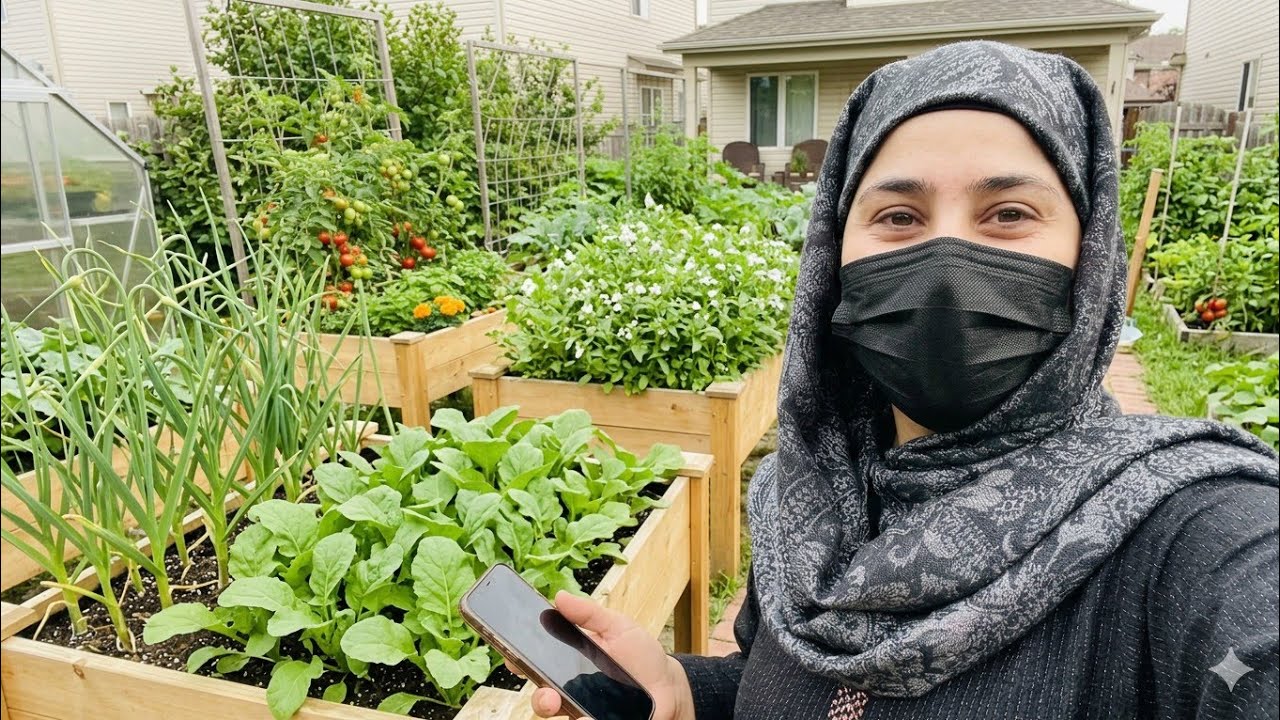 Hamara pyara kitchen garden woh b Ghar k samne.