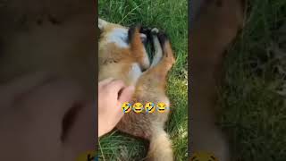 Uyuyakalan Sevi̇mli̇ Ti̇lki̇.