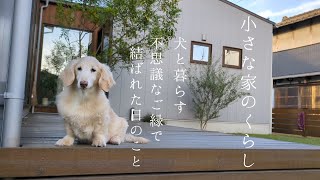 小さな家のくらし犬と暮らす/マロと家族になった日の事/パンケーキで愛犬とおやつ時間