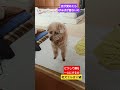 #トイプードル 　#シニア犬