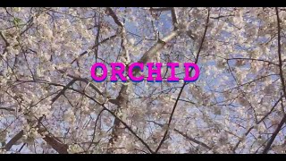 Shane Cooley: "Orchid" (lyric video visualizer)