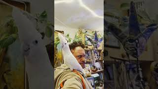 Артурчик-пусик, а почему Мушка не выходит? #birds #какаду #parrot #cockatoo